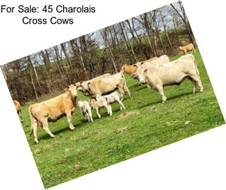 For Sale: 45 Charolais Cross Cows