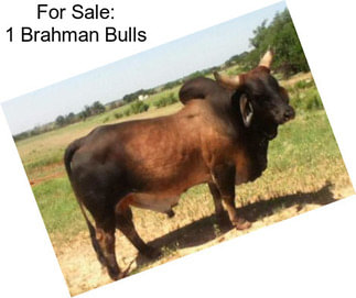 For Sale: 1 Brahman Bulls