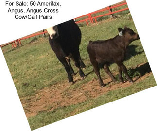 For Sale: 50 Amerifax, Angus, Angus Cross Cow/Calf Pairs
