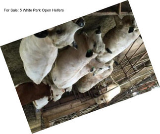 For Sale: 5 White Park Open Heifers