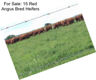 For Sale: 15 Red Angus Bred Heifers