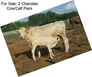 For Sale: 2 Charolais Cow/Calf Pairs