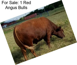 For Sale: 1 Red Angus Bulls