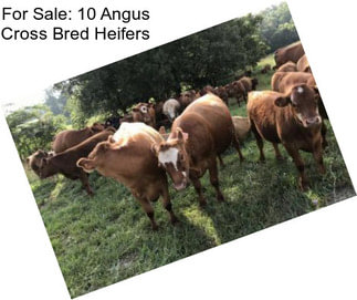 For Sale: 10 Angus Cross Bred Heifers