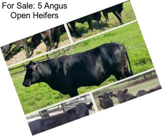 For Sale: 5 Angus Open Heifers