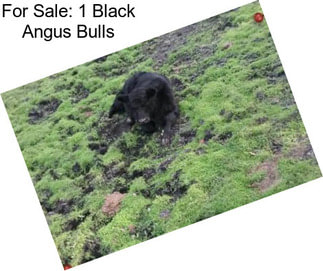 For Sale: 1 Black Angus Bulls