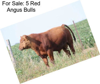 For Sale: 5 Red Angus Bulls