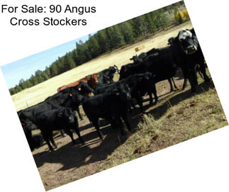 For Sale: 90 Angus Cross Stockers