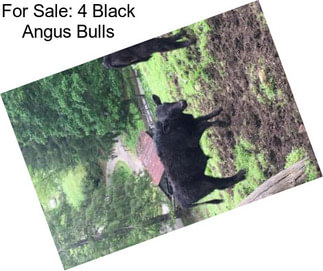 For Sale: 4 Black Angus Bulls