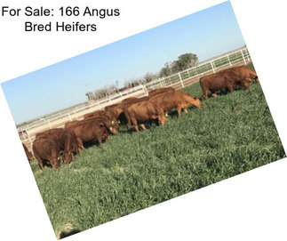 For Sale: 166 Angus Bred Heifers