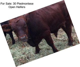 For Sale: 30 Piedmontese Open Heifers