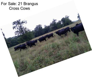 For Sale: 21 Brangus Cross Cows