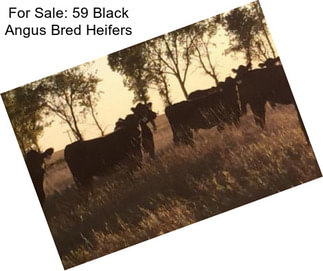 For Sale: 59 Black Angus Bred Heifers
