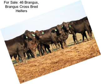 For Sale: 46 Brangus, Brangus Cross Bred Heifers