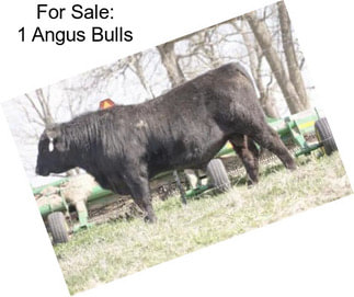 For Sale: 1 Angus Bulls