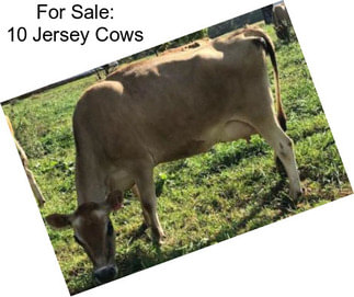 For Sale: 10 Jersey Cows