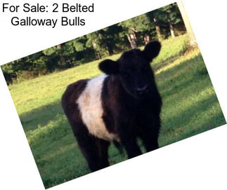 For Sale: 2 Belted Galloway Bulls