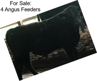 For Sale: 4 Angus Feeders