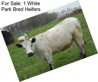 For Sale: 1 White Park Bred Heifers