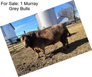 For Sale: 1 Murray Grey Bulls