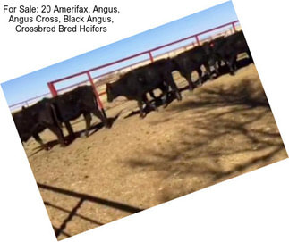 For Sale: 20 Amerifax, Angus, Angus Cross, Black Angus, Crossbred Bred Heifers