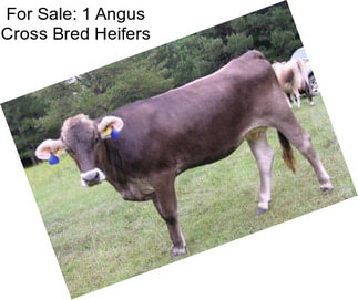 For Sale: 1 Angus Cross Bred Heifers
