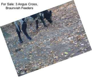 For Sale: 3 Angus Cross, Braunvieh Feeders