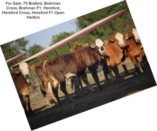 For Sale: 75 Braford, Brahman Cross, Brahman F1, Hereford, Hereford Cross, Hereford F1 Open Heifers