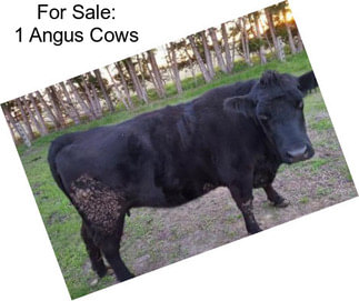 For Sale: 1 Angus Cows