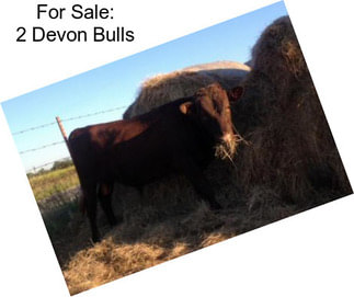 For Sale: 2 Devon Bulls