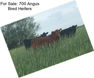 For Sale: 700 Angus Bred Heifers