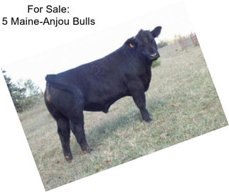 For Sale: 5 Maine-Anjou Bulls