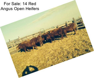 For Sale: 14 Red Angus Open Heifers