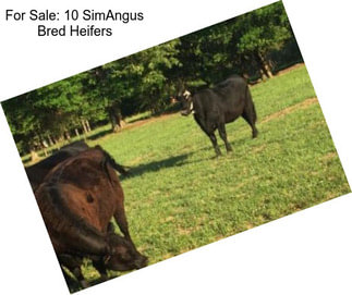 For Sale: 10 SimAngus Bred Heifers