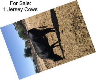 For Sale: 1 Jersey Cows