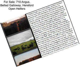 For Sale: 710 Angus, Belted Galloway, Hereford Open Heifers