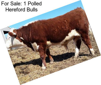 For Sale: 1 Polled Hereford Bulls