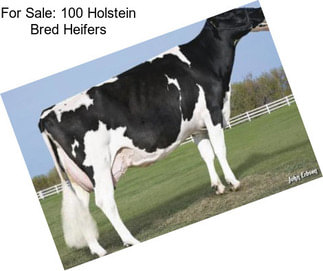 For Sale: 100 Holstein Bred Heifers