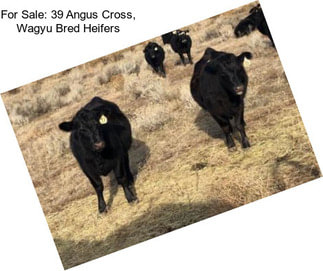 For Sale: 39 Angus Cross, Wagyu Bred Heifers