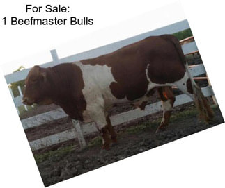 For Sale: 1 Beefmaster Bulls