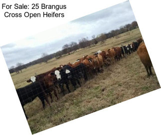 For Sale: 25 Brangus Cross Open Heifers