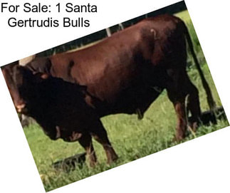 For Sale: 1 Santa Gertrudis Bulls