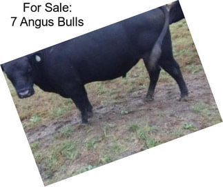 For Sale: 7 Angus Bulls