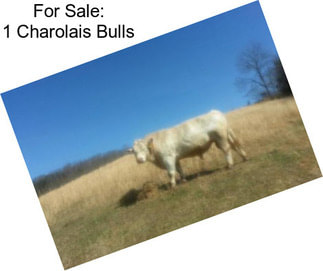 For Sale: 1 Charolais Bulls