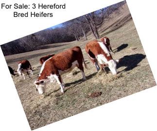 For Sale: 3 Hereford Bred Heifers
