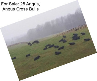 For Sale: 28 Angus, Angus Cross Bulls