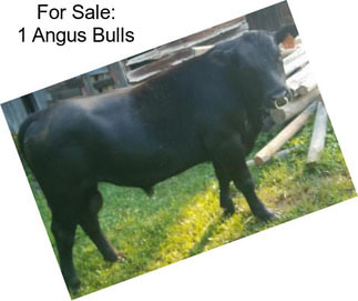 For Sale: 1 Angus Bulls