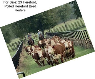 For Sale: 23 Hereford, Polled Hereford Bred Heifers