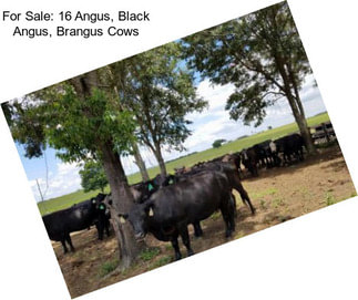 For Sale: 16 Angus, Black Angus, Brangus Cows