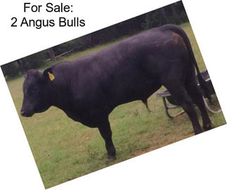 For Sale: 2 Angus Bulls